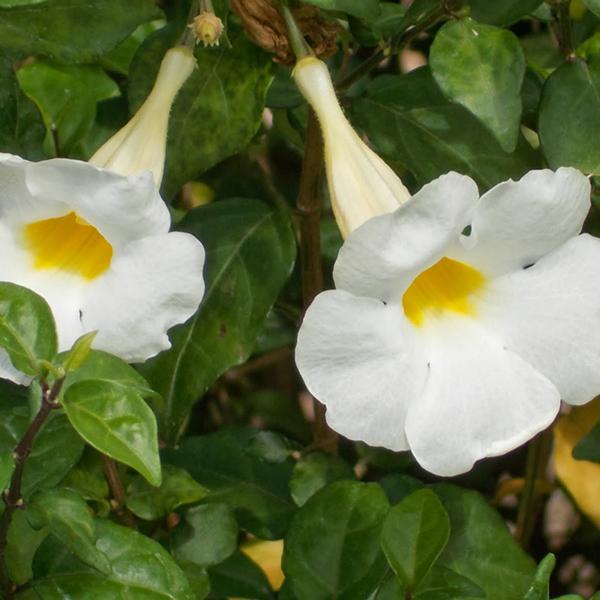 gog-plants-thunbergia-erecta-alba-meyenia-erecta-alba-white-plant.jpg
