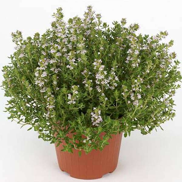 gog-plants-thyme-thymus-vulgaris-plant-16969379709068.jpg