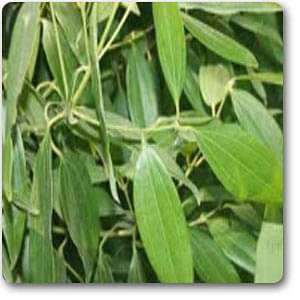 gog-plants-true-cinnamon-bay-leaf-tamala-patram-plant-16968616018060.jpg
