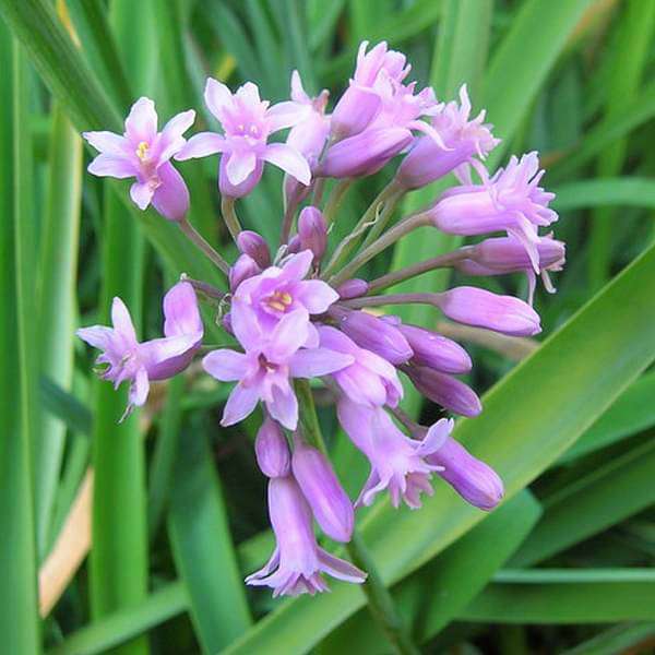 gog-plants-tulbaghia-fragrans-sweet-garlic-plant-16969402187916.jpg
