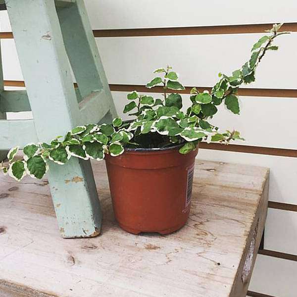 gog-plants-variegated-creeping-fig-ficus-pumila-plant-16969413329036.jpg