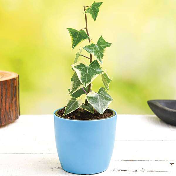gog-plants-variegated-english-ivy-plant-16969414017164.jpg