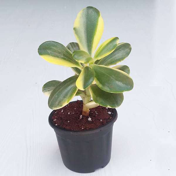 gog-plants-variegated-jade-plant-crassula-ovata-succulent-plant-16969413820556.jpg