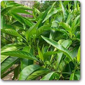 gog-plants-vasaka-adusa-justicia-adhatoda-plant-16969414443148.jpg