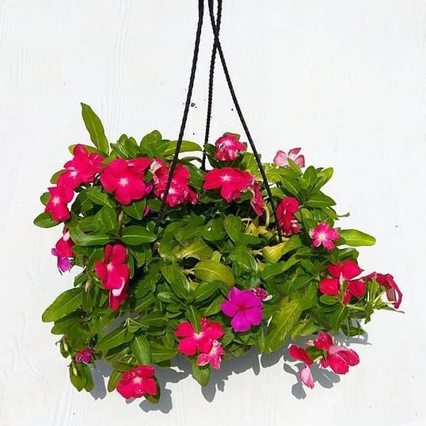 gog-plants-vinca-catharanthus-roseus-hanging-basket-plant.jpg