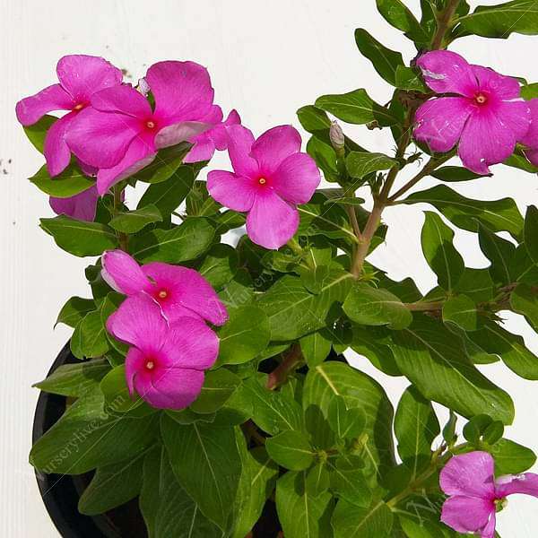 gog-plants-vinca-catharanthus-roseus-pink-plant-16969420439692.jpg