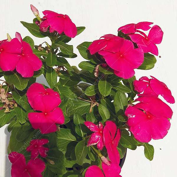 gog-plants-vinca-catharanthus-roseus-red-plant-16969420734604.jpg