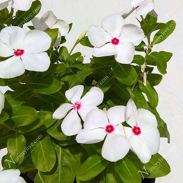 gog-plants-vinca-catharanthus-roseus-white-plant-16969420636300.jpg
