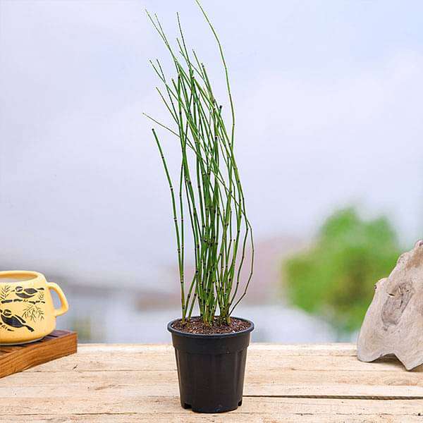 gog-plants-water-bamboo-equisetum-plant-16969423323276.jpg