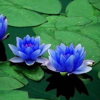 gog-plants-water-lily-nymphae-nouchali-blue-plant-16969424011404.jpg