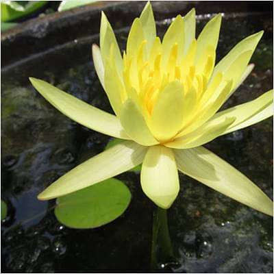 gog-plants-water-lily-yellow-plant-16969435644044.jpg
