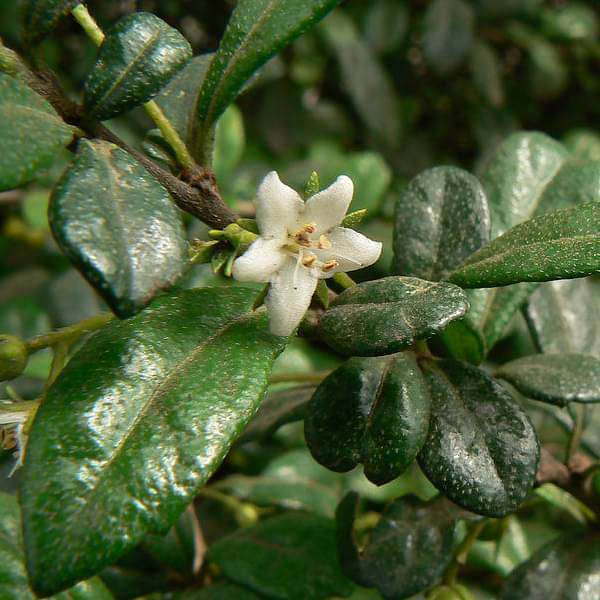 gog-plants-wax-malpighia-ehretia-microphylla-white-plant-16969424601228.jpg