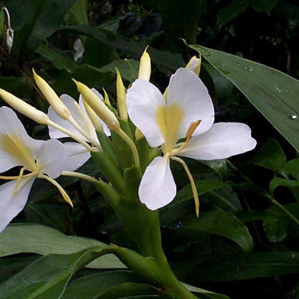 gog-plants-white-ginger-lily-sontakka-plant.jpg