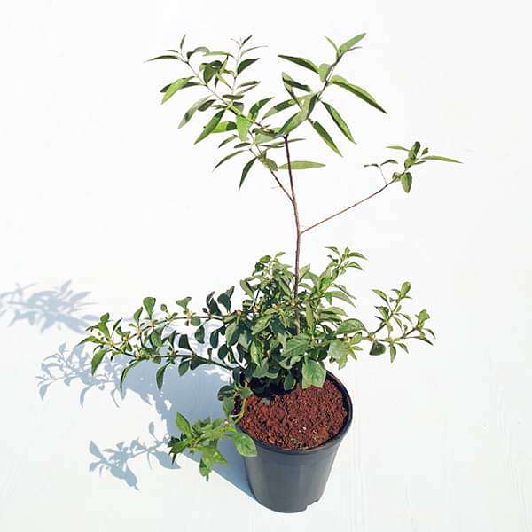 gog-plants-white-sandalwood-tree-chandan-tree-plant-16969426239628.jpg