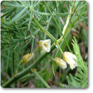 gog-plants-wild-asparagus-shatavari-plant-16969426534540.jpg