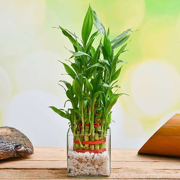 gog-plants-wish-good-fortune-with-3-layer-lucky-bamboo-in-glass-vase-with-pebbles-16969427714188.jpg