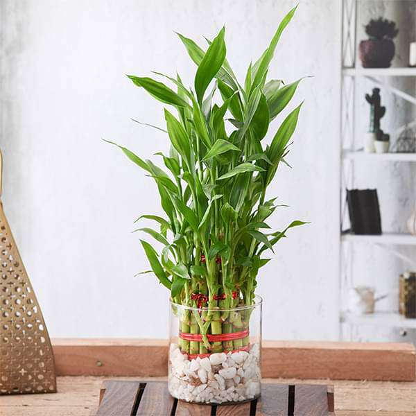gog-plants-wish-good-luck-with-3-layer-lucky-bamboo-in-a-glass-vase-with-pebbles-16969427746956.jpg