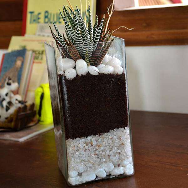 gog-plants-zebra-cactus-in-cylindrical-square-glass-pot-9in-ht-16969439051916.jpg