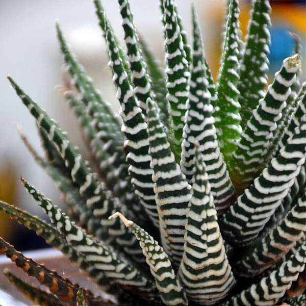 gog-plants-zebra-cactus-in-square-glass-pot-4in-ht-16969438888076.jpg