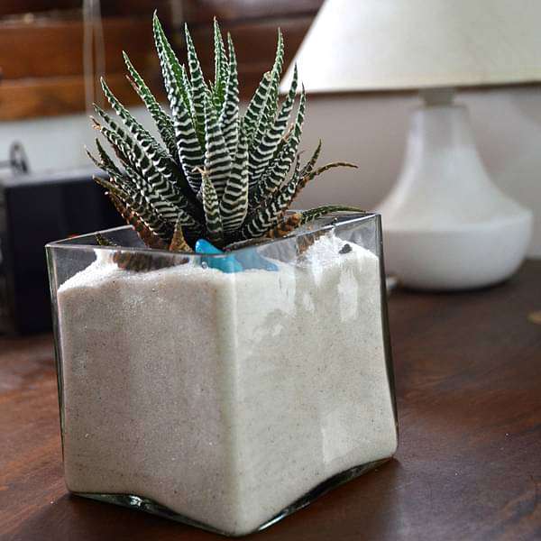 gog-plants-zebra-cactus-in-white-sand-square-glass-pot-4in-ht-16969439445132.jpg