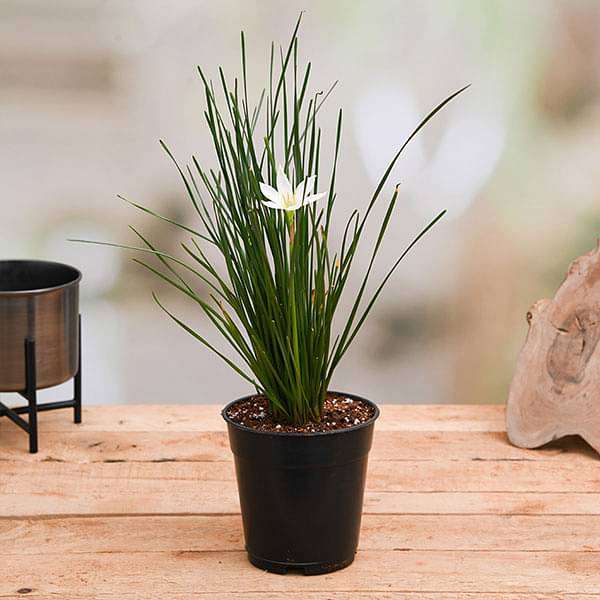 gog-plants-zephyranthes-candida-white-plant-16969440362636.jpg