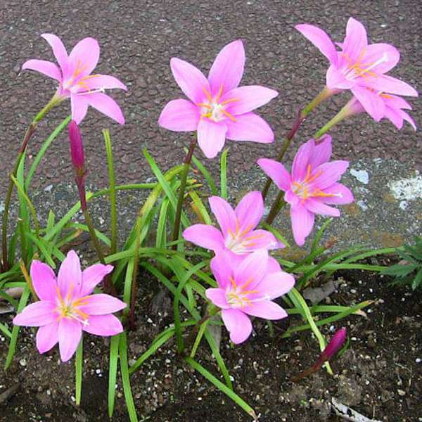 gog-plants-zephyranthes-grandiflora-pink-rain-lily-plant-16969440493708.jpg