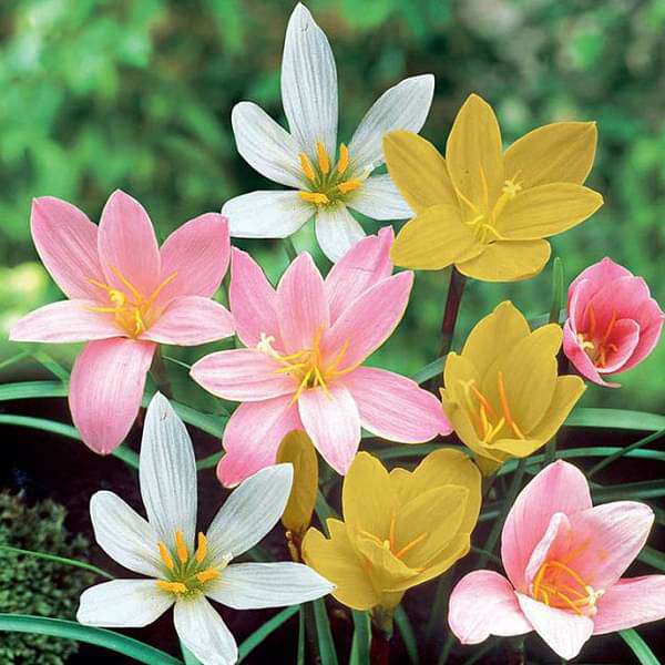 gog-plants-zephyranthes-grandiflora-rain-lily-any-color-plant-16969440526476.jpg