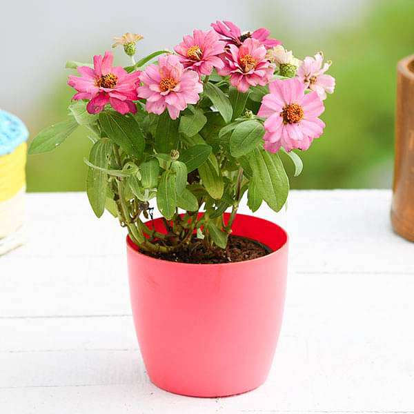 gog-plants-zinnia-any-color-plant-16969443508364.jpg